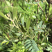 Acacia melanoxylon