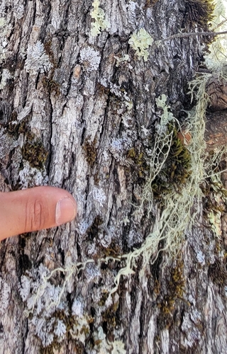 iNaturalist observation photo of lace lichen