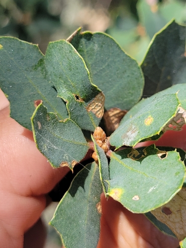 iNaturalist observation photo of Alvord Oak