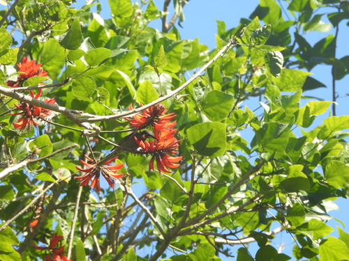 Erythrina variegata observed 2026-08-15