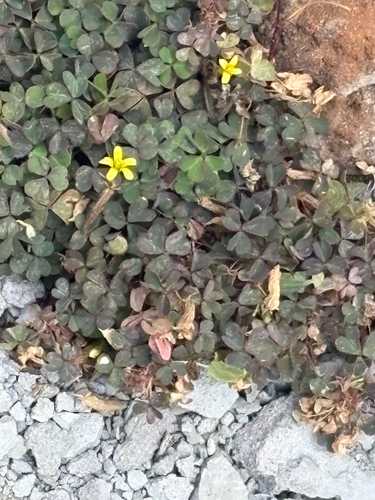 Creeping Woodsorrel