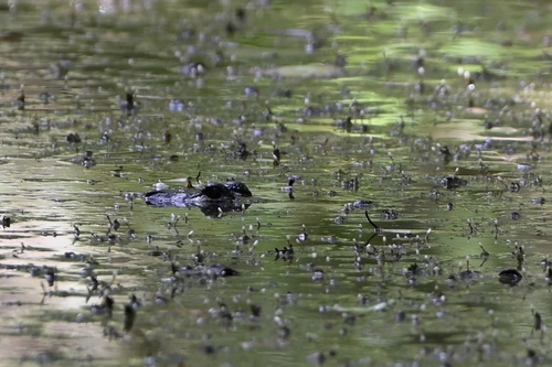 Morelet's Crocodile