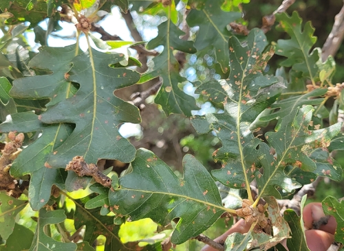iNaturalist observation photo of Oregon × valley oak