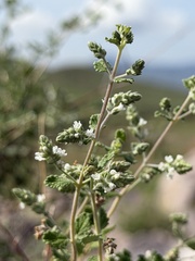 Aloysia wrightii, photograph (c) Daniel McNair, some rights reserved (CC BY)