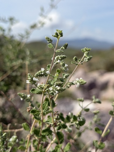 Aloysia wrightii, photograph 6