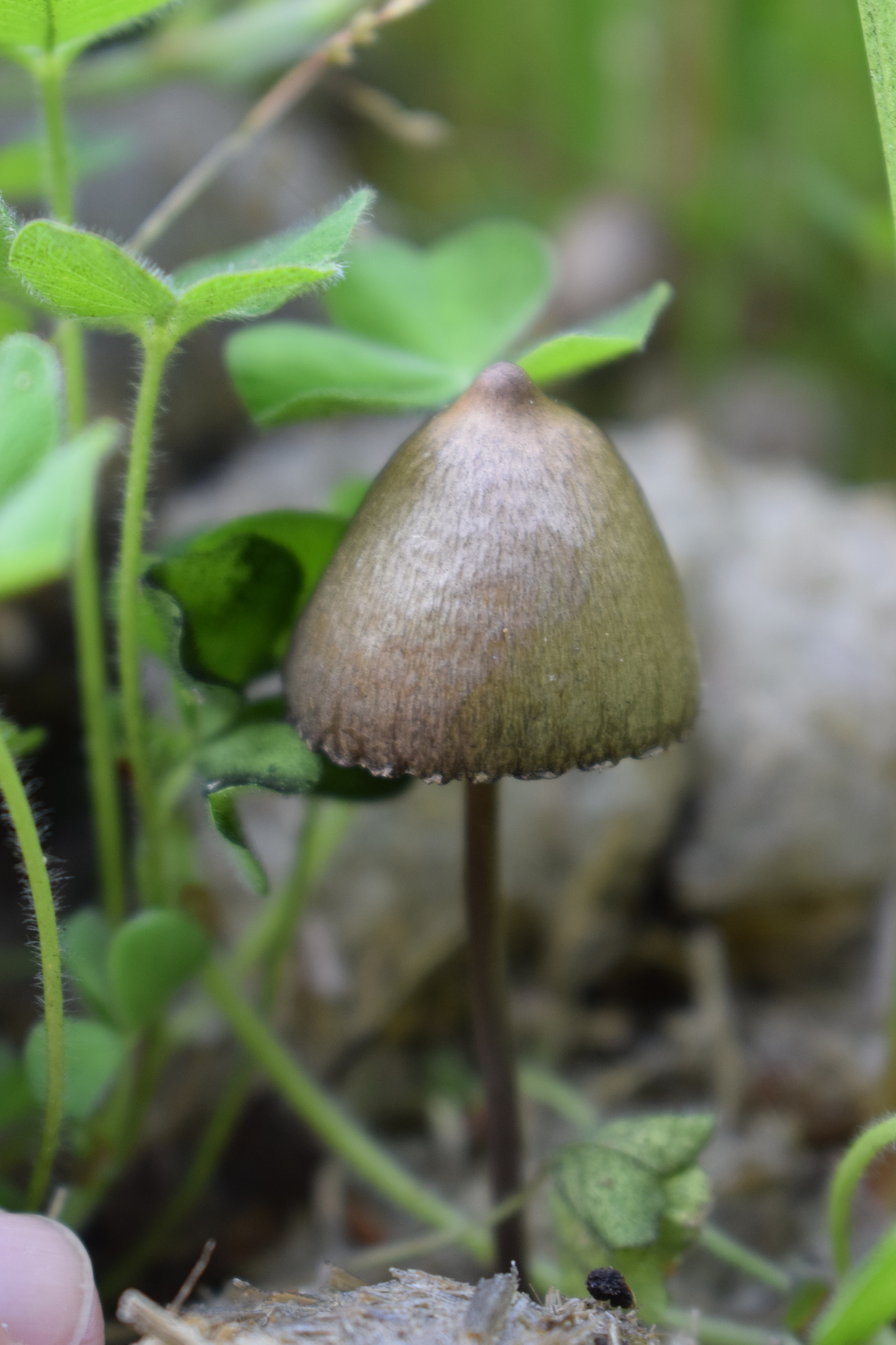 Panaeolus papilionaceus image