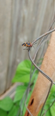 Oncopeltus fasciatus