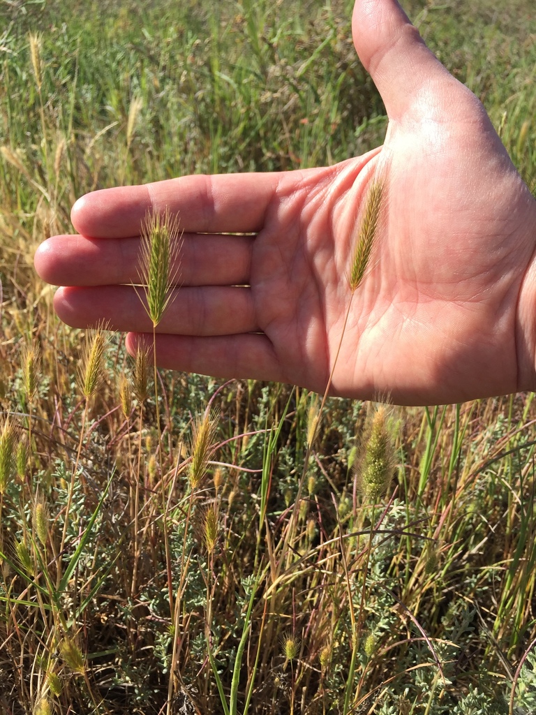 dwarf barley