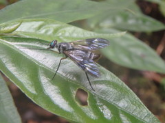 Athericidae