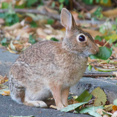 Eastern Cottontail