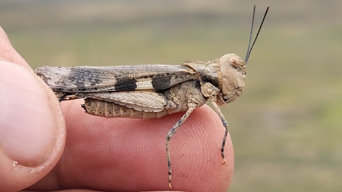 Platte Range Grasshopper
