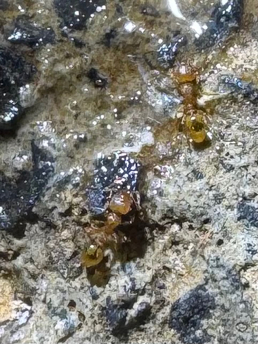 Wasmannia auropunctata observed 2026-08-14