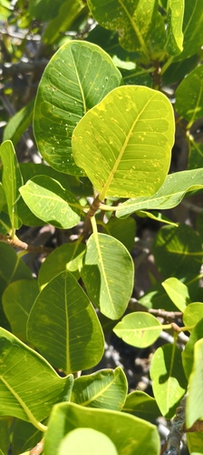 Ficus platypoda observed 2026-07-29