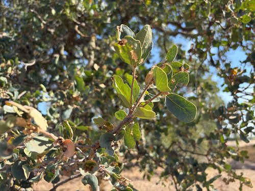 blue oak