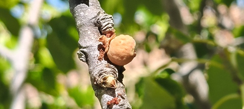 Ficus platypoda observed 2026-07-29