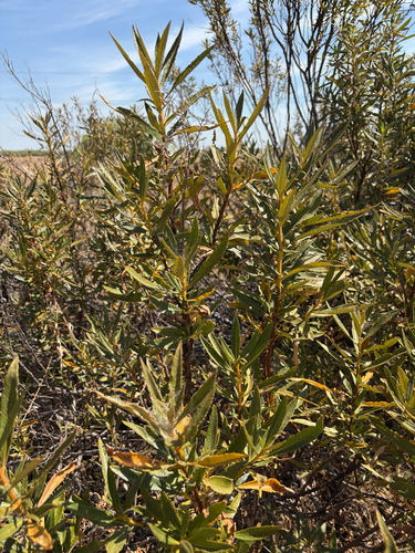 California yerba santa