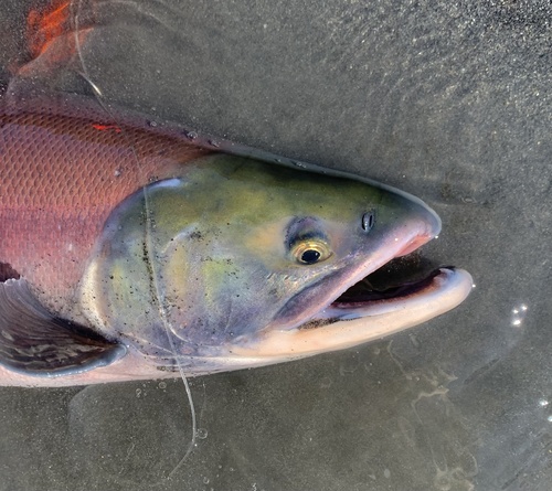 Sockeye Salmon, photo 5 of 7