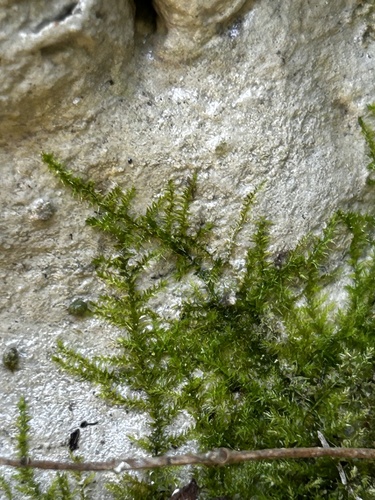 Oxyrrhynchium hians observed 2026-08-14