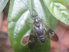 Athericidae