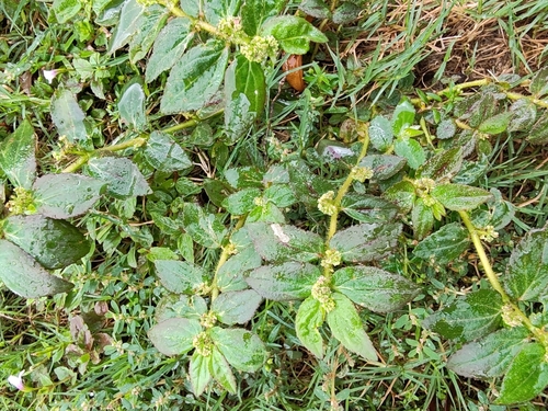 Asthma Plant