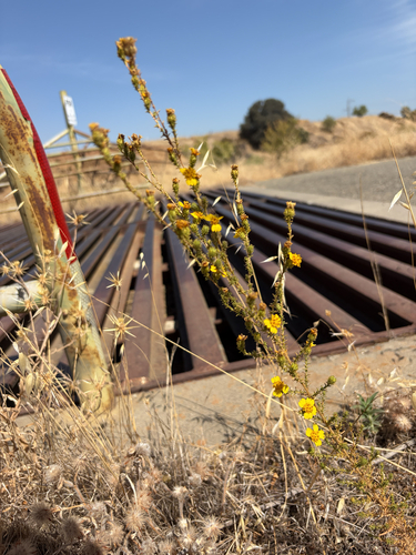 Pit-gland Tarweed