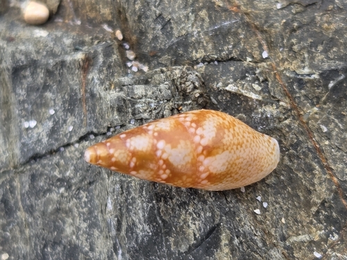 Mitrella tayloriana observed 2026-08-15