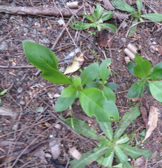 Coprosma macrocarpa minor