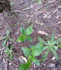 Coprosma macrocarpa minor