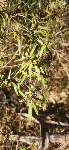 Myoporum acuminatum observed 2026-08-15