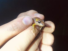 Craugastor crassidigitus