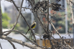 Tyrannus melancholicus