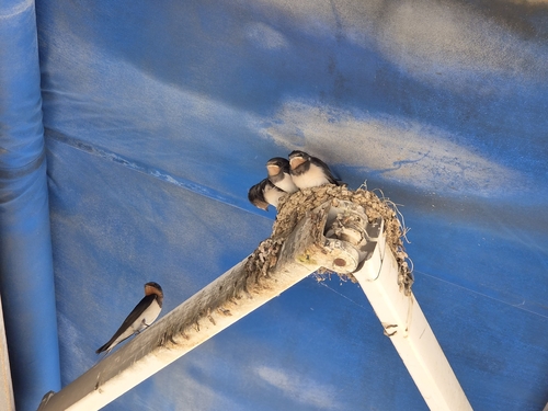 Barn Swallow