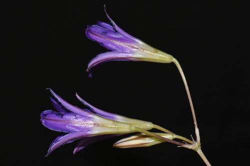 Brodiaea elegans, photograph 5