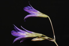 Brodiaea elegans, photograph (c) Brian Finzel, some rights reserved (CC BY-SA)