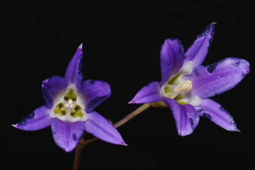 Brodiaea elegans, photograph 4
