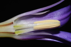 Brodiaea elegans, photograph (c) Brian Finzel, some rights reserved (CC BY-SA)