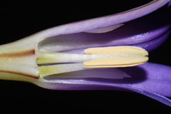Brodiaea elegans, photograph (c) Brian Finzel, some rights reserved (CC BY-SA)