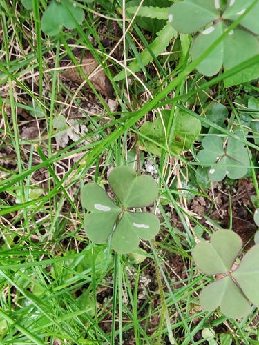 Creeping Woodsorrel