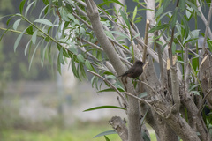 Pyrocephalus rubinus obscurus