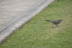 Mimus longicaudatus