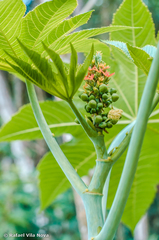Ricinus communis