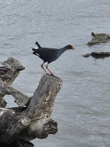 Australasian Swamphen