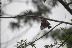 Pyrocephalus rubinus