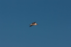 Leucophaeus pipixcan