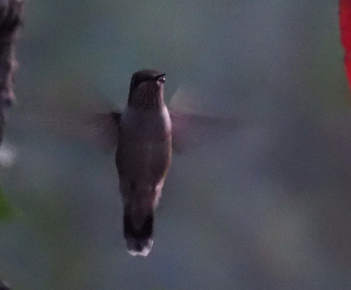 Ruby-throated Hummingbird