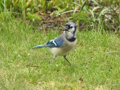 Cyanocitta cristata image