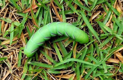 Privet Hawkmoth