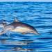 Short-beaked Common Dolphin - Photo (c) Jorge Herreros de Lartundo, some rights reserved (CC BY-NC), uploaded by Jorge Herreros de Lartundo