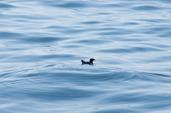 Pelecanoides garnotii