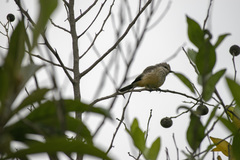 Pyrocephalus rubinus